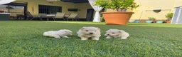 Bichón Maltés perros en venta: Bichon maltés  - Anuncio 7