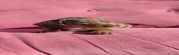 Teckel perros en venta: Teckel mini arlequín  - Anuncio 4