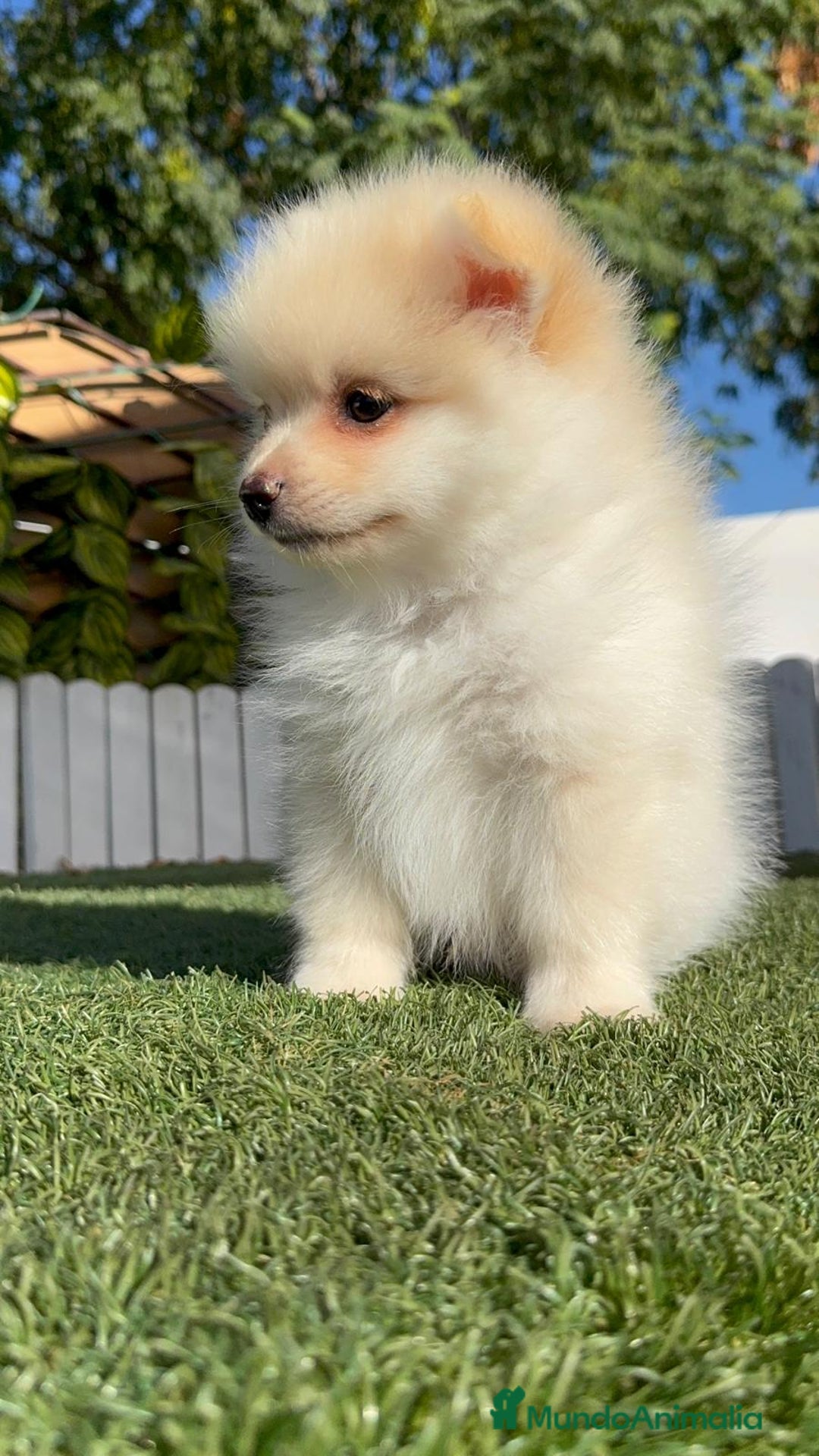Pomerania perros en venta: POMERANIA MACHO - Imagen 9