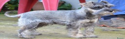 Schnauzer Miniatura perros en venta: Schnauzer miniatura sal y pimienta en Zamora - Anuncio 6