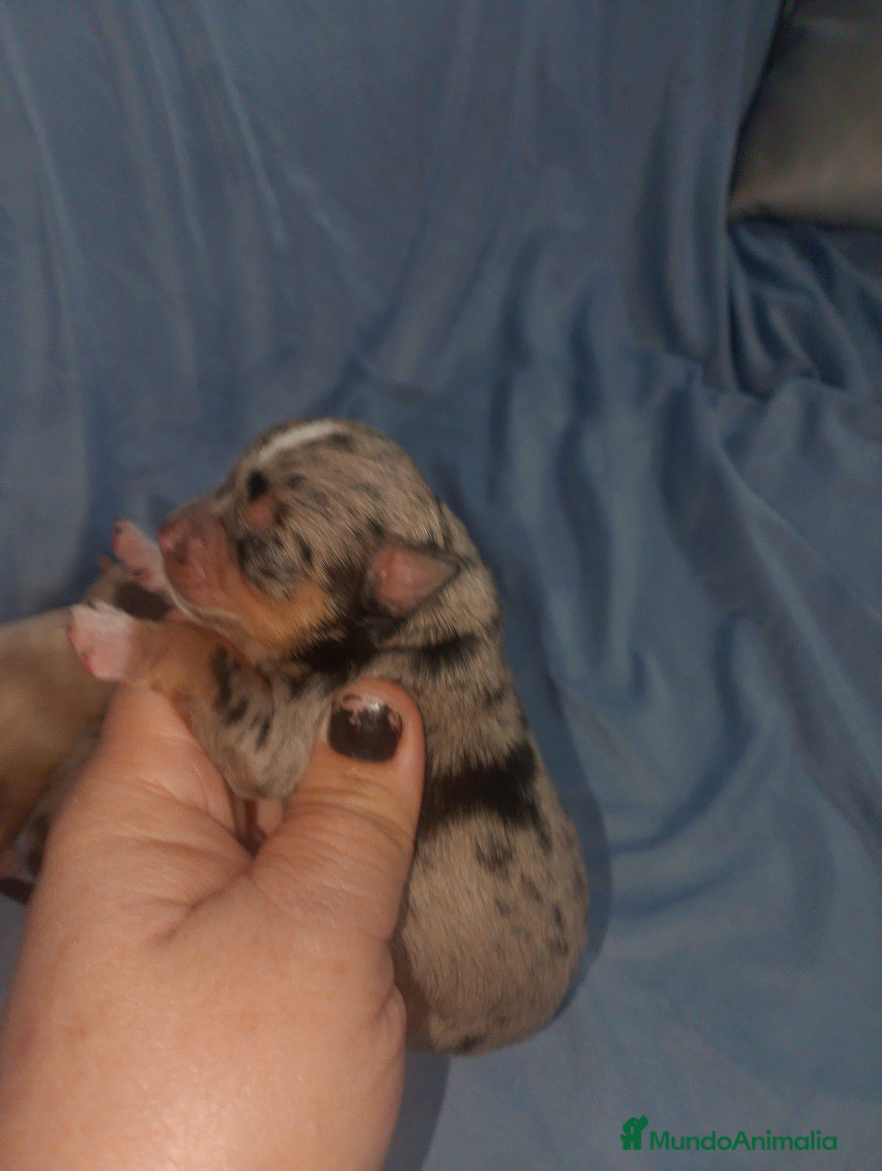 Chihuahua perros Chihuahua pelo semilargo y corto cabeza cerbato - Anuncio 3