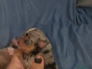 Chihuahua perros Chihuahua pelo semilargo y corto cabeza cerbato - Anuncio 3