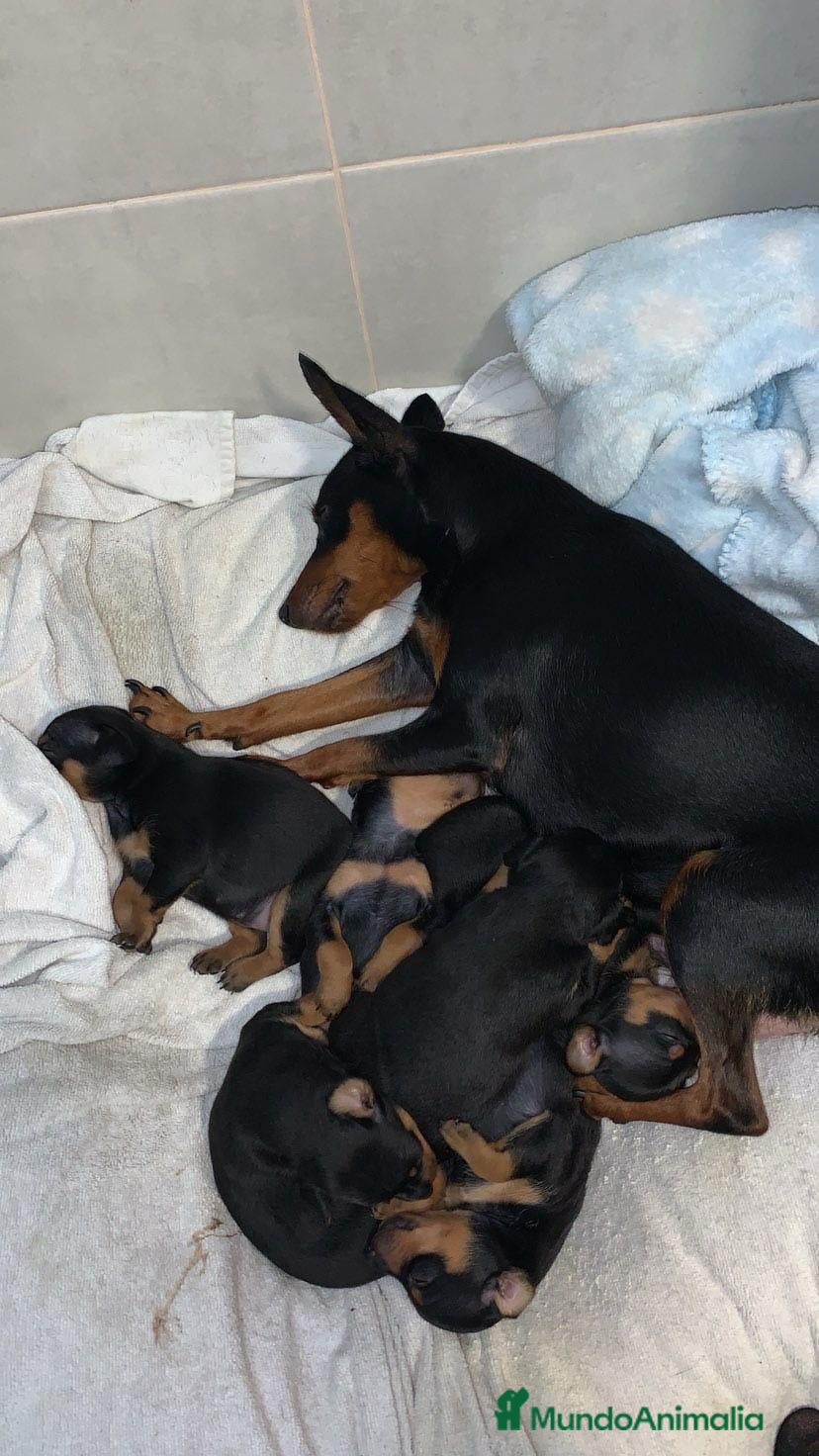 Pinscher Miniatura perros en venta: Mini pincher  - Anuncio 2