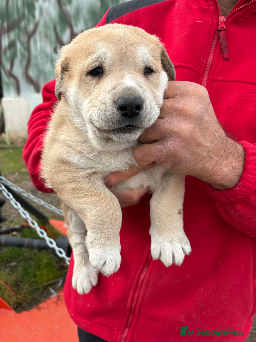 Mastín Español perros en venta: Macho mastín Español cachorro - Anuncio 5