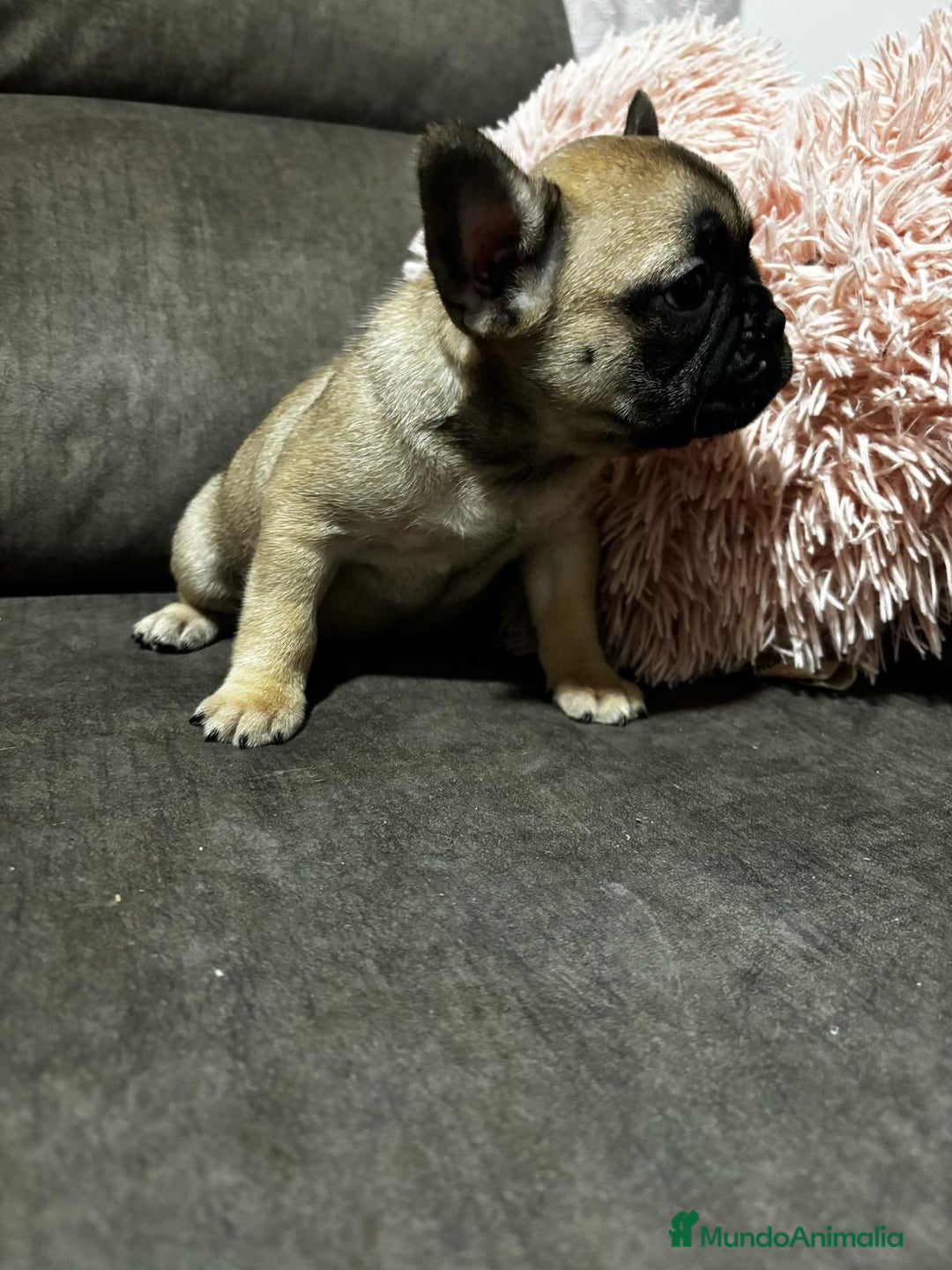 Bulldog Francés perros en venta: Bulldog Francés macho Fawn - Imagen 4