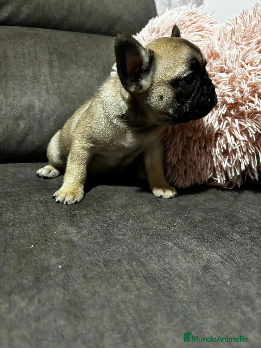 Bulldog Francés perros en venta: Bulldog Francés macho Fawn - Anuncio 4