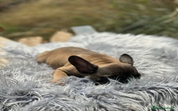 Bulldog Francés perros en venta: Bulldog francés fawn - Imagen 4