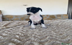 Galgo Español perros en venta: Galgo español hembras - Imagen 3