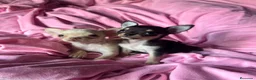Chihuahua perros en venta: Chihuahua 💕🐾 - Anuncio 3
