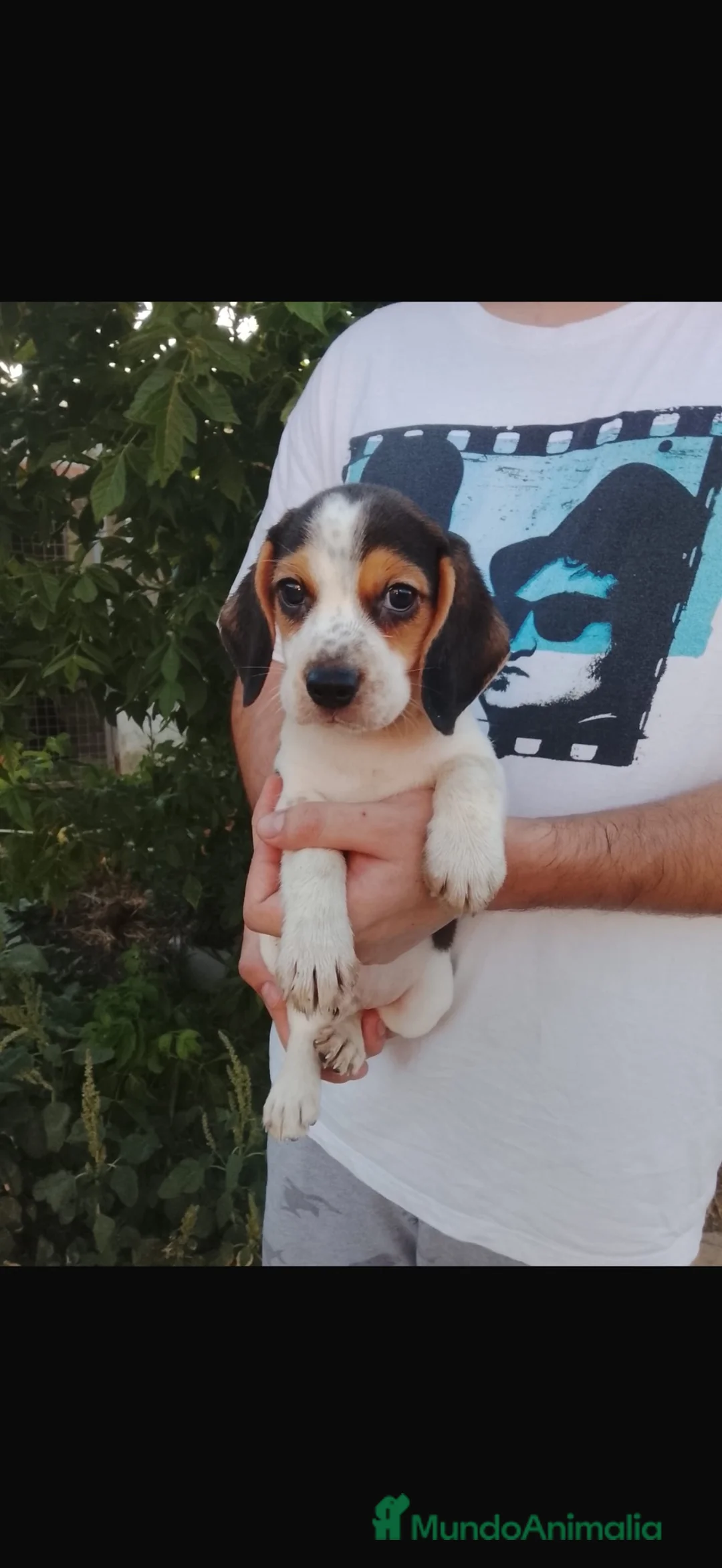 Beagle perros en venta: Preciosos beagle disponibles 🐶🐾 en Cáceres - Anuncio 2