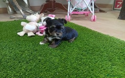 Yorkshire Terrier perros en venta: PRECIOSA PAREJA DE YORKSHIRE MINI TOY - Imagen 2
