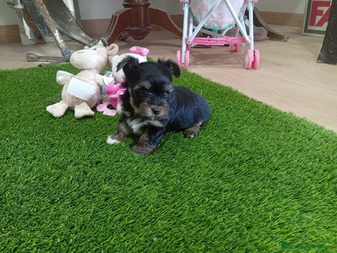 Yorkshire Terrier perros en venta: PRECIOSA PAREJA DE YORKSHIRE MINI TOY - Imagen 2