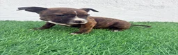 American Staffordshire-Terrier perros en venta: American Stanffordshire terrier - Anuncio 5