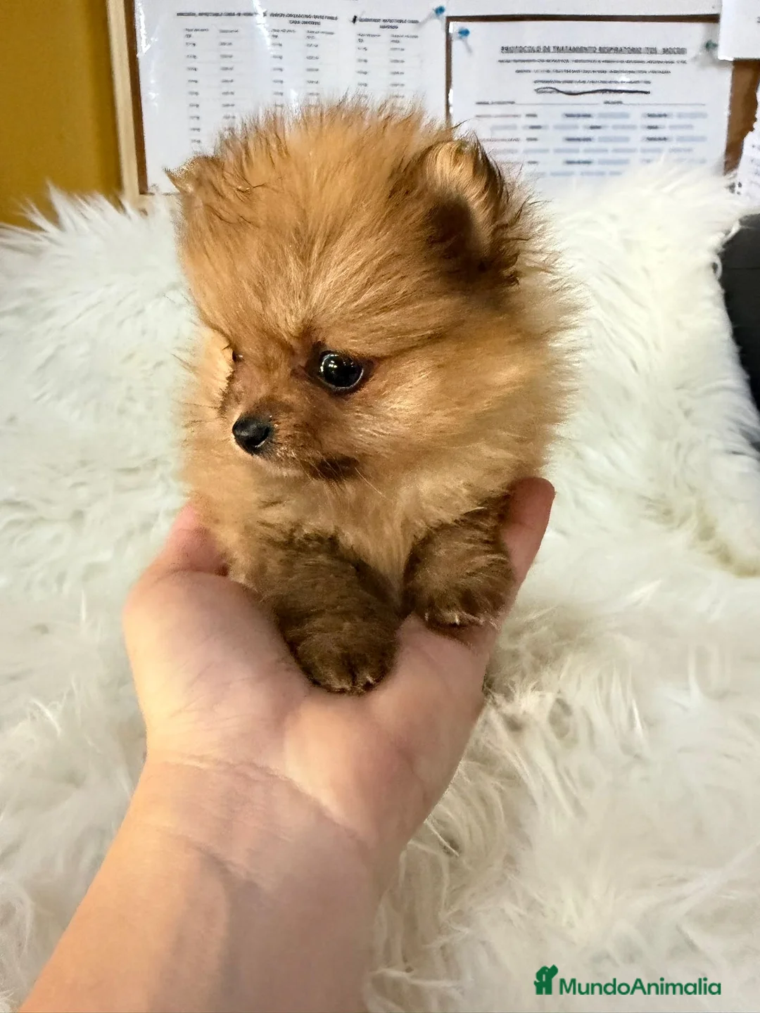Pomerania perros en venta: Pomerania hembra Toy  - Anuncio 2