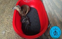 Pequeño Lebrel Italiano perros en venta: PICCOLO LEBREL ITALIANO PEDEGREE (LOE) - Imagen 4