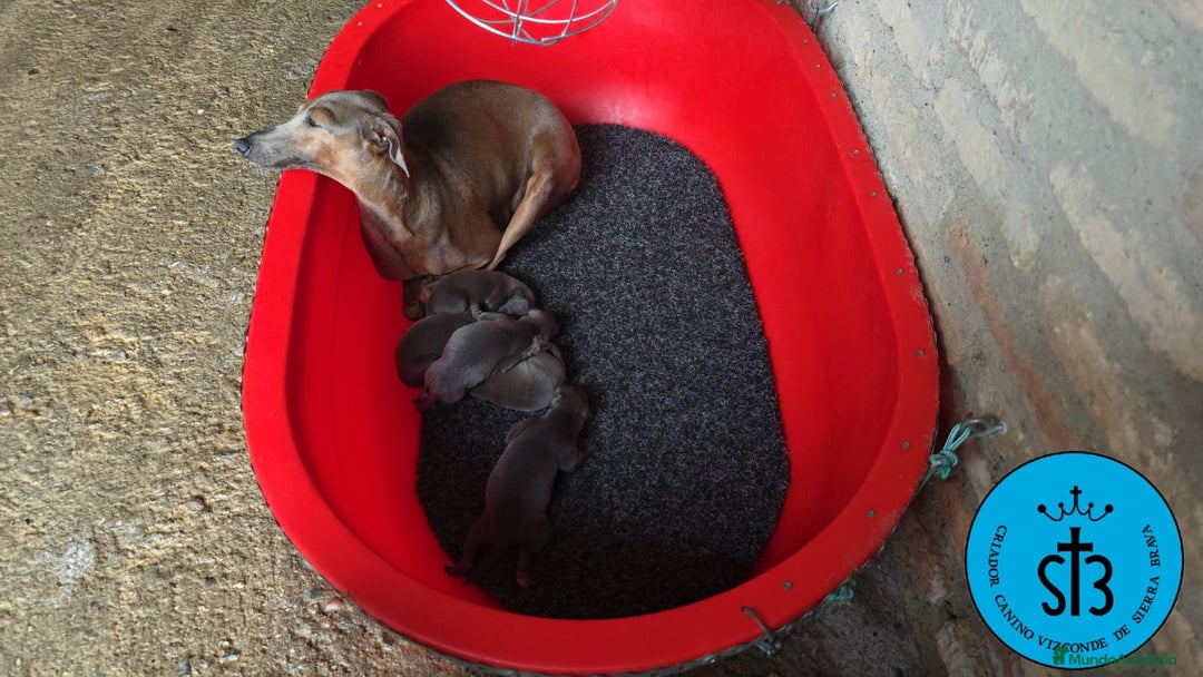 Pequeño Lebrel Italiano perros en venta: PICCOLO LEBREL ITALIANO PEDEGREE (LOE) - Imagen 4