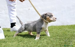 American Pit Bull Terrier perros en venta: American pitbull terrier criado todo en casa - Imagen 2