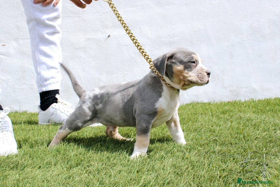 American Pit Bull Terrier perros en venta: American pitbull terrier criado todo en casa - Imagen 2