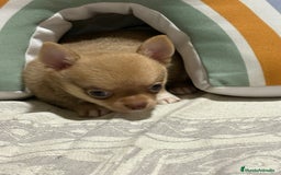 Chihuahua perros en venta: Exclusivos chihuahuas rusos - Imagen 17