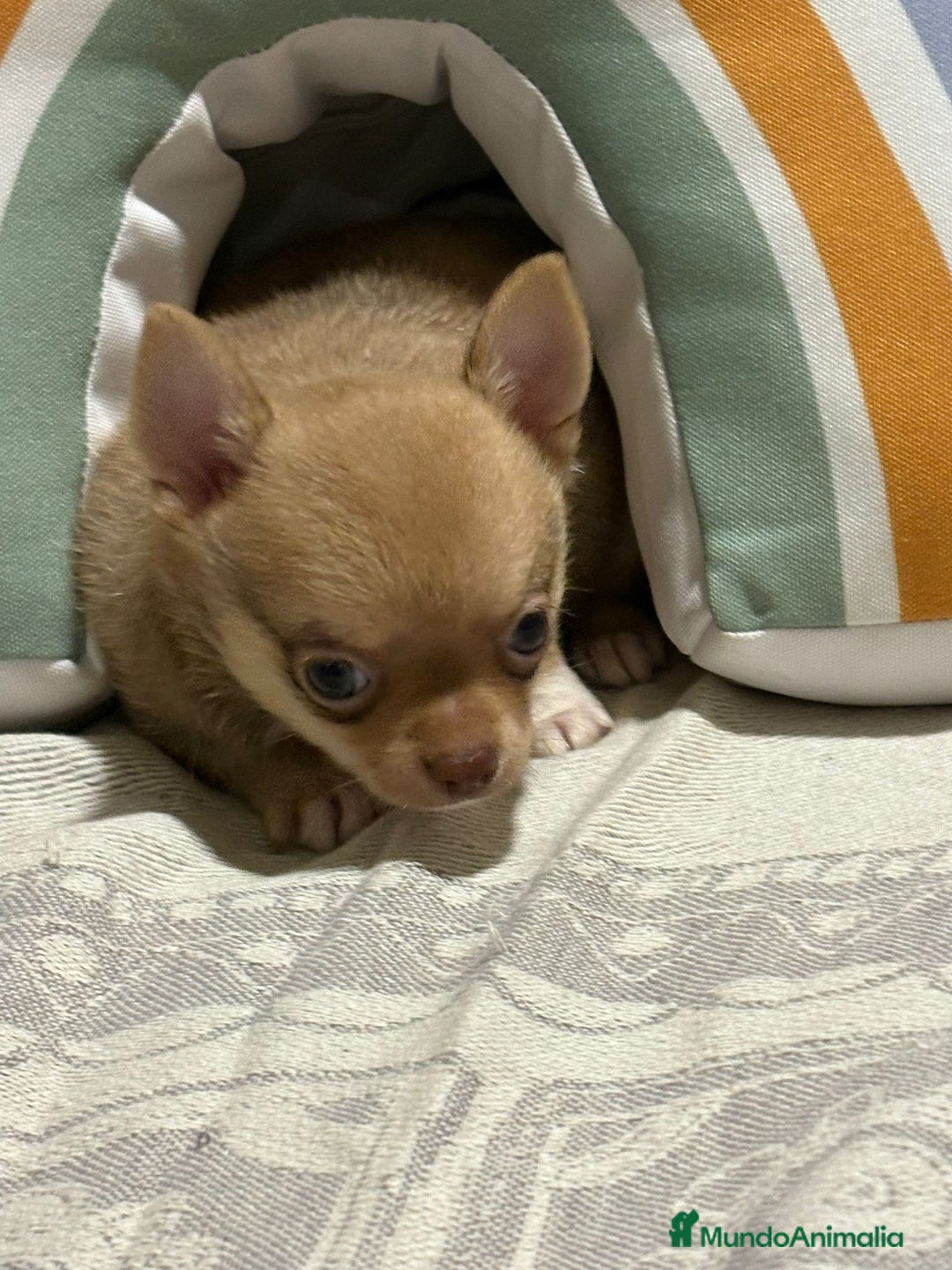 Chihuahua perros en venta: Exclusivos chihuahuas rusos - Imagen 17