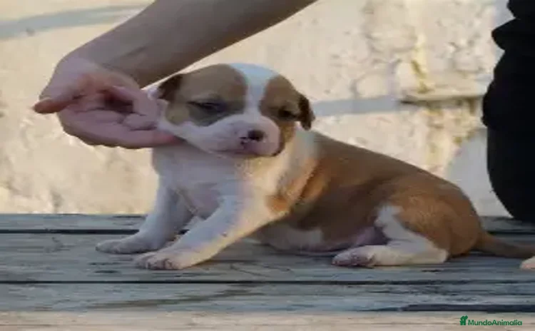 American Staffordshire-Terrier perros - Propaganda 1