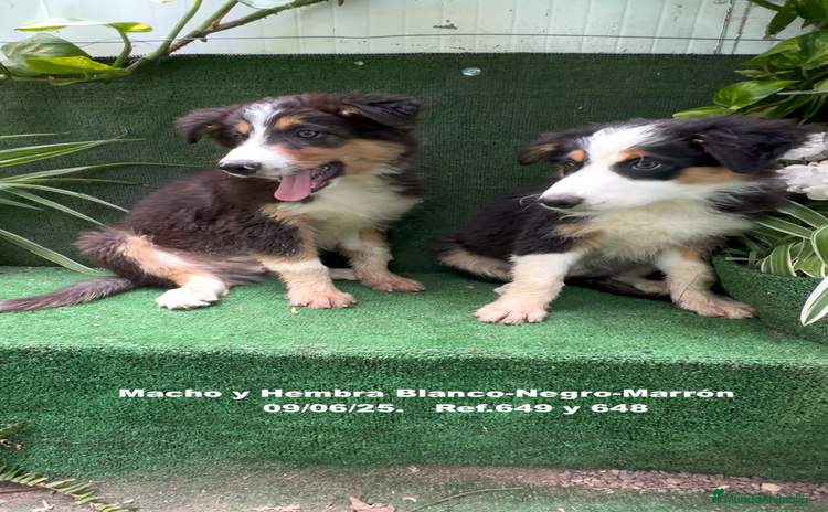 Border Collie perros - Anuncio 16
