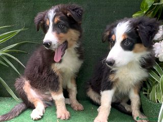 Border Collie perros - Anuncio 32