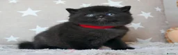 Británico de Pelo Corto gatos en venta: Gatitos British Shorthair negros con pedigree  - Anuncio 3