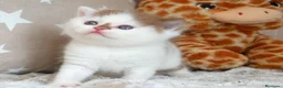 Británico de Pelo Corto gatos en venta: Camada espectacular British Shorthair Pedigree WCF - Anuncio 14