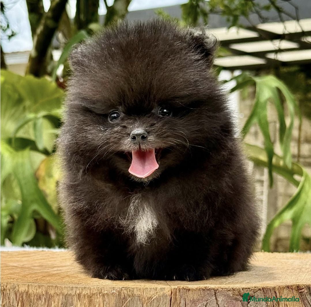 Pomerania perros Pomerania mini - Anuncio 21