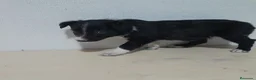 Border Collie perros en venta: BORDE COLLIE - Anuncio 26