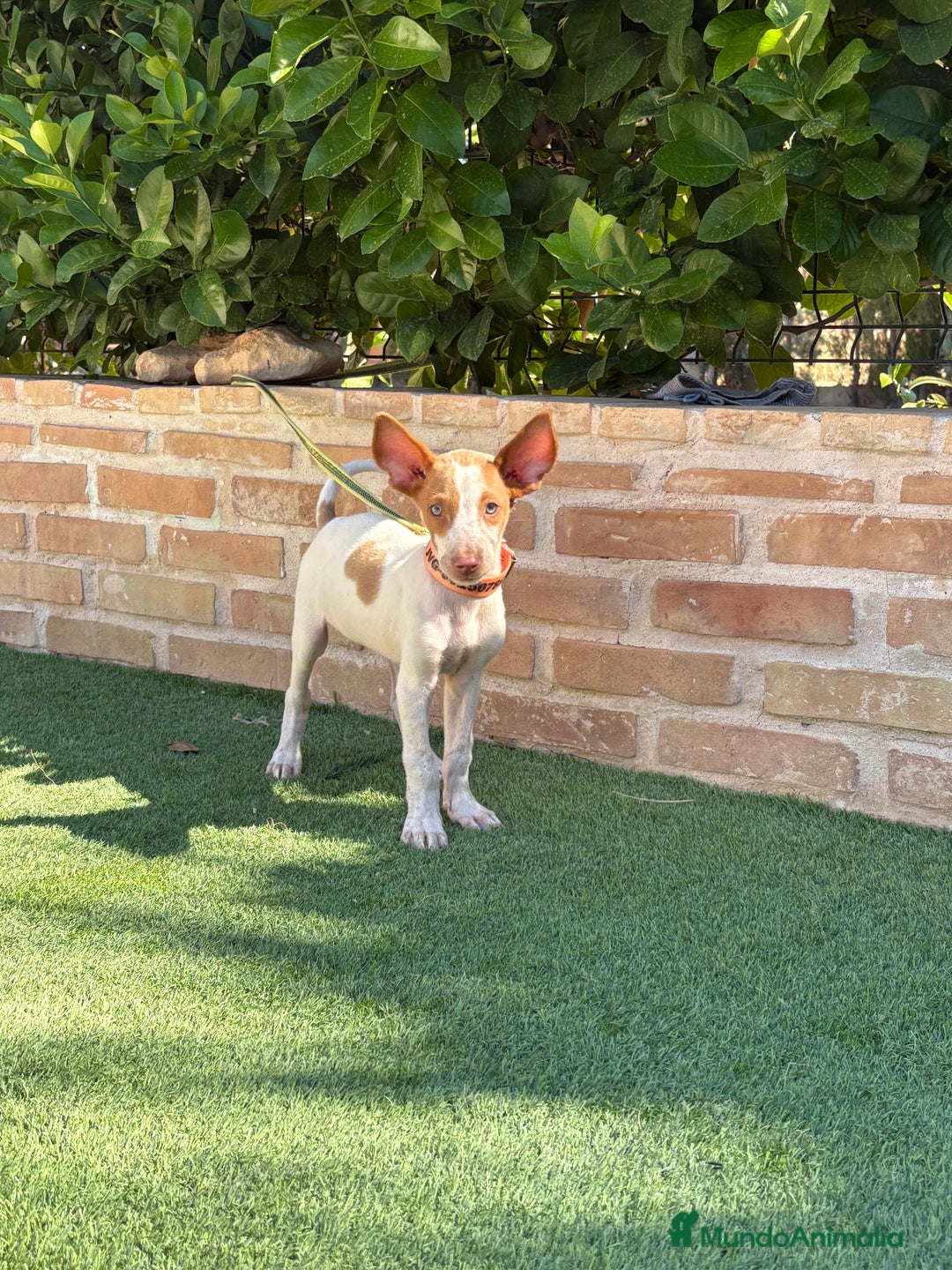 Podenco Ibicenco perros en venta: Cachorro podenco ibicenco  - Imagen 3