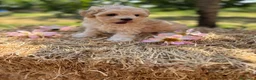 Maltipoo perros en venta: Maltipoo criados con muchísimo cariño!!! - Anuncio 4