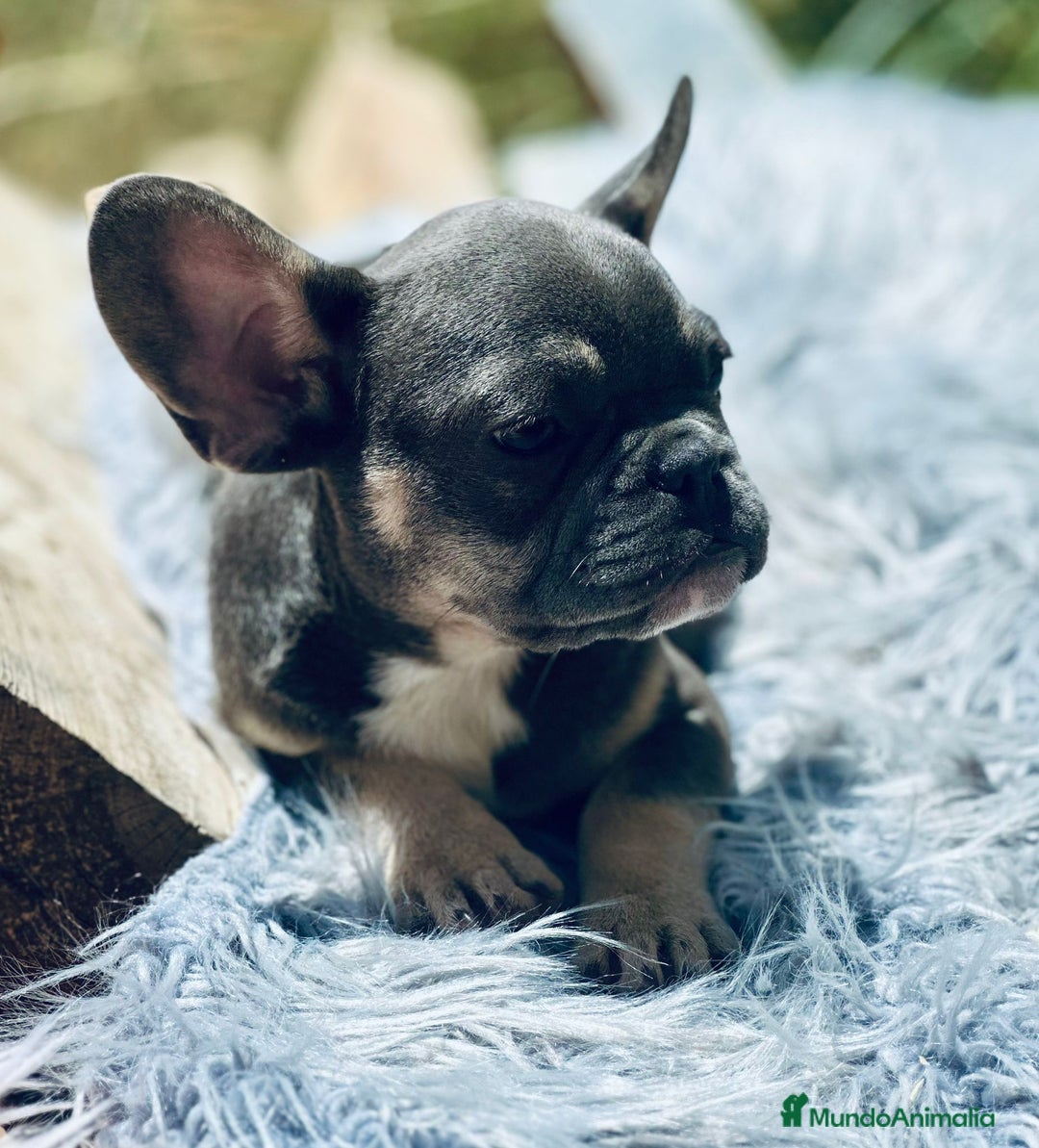 Bulldog Francés perros en venta: Bulldog francés blue and tan - Imagen 3