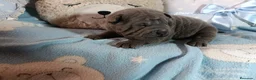 Shar Pei perros en venta: ‼️‼️Preciosa camada de minipeis - Anuncio 2