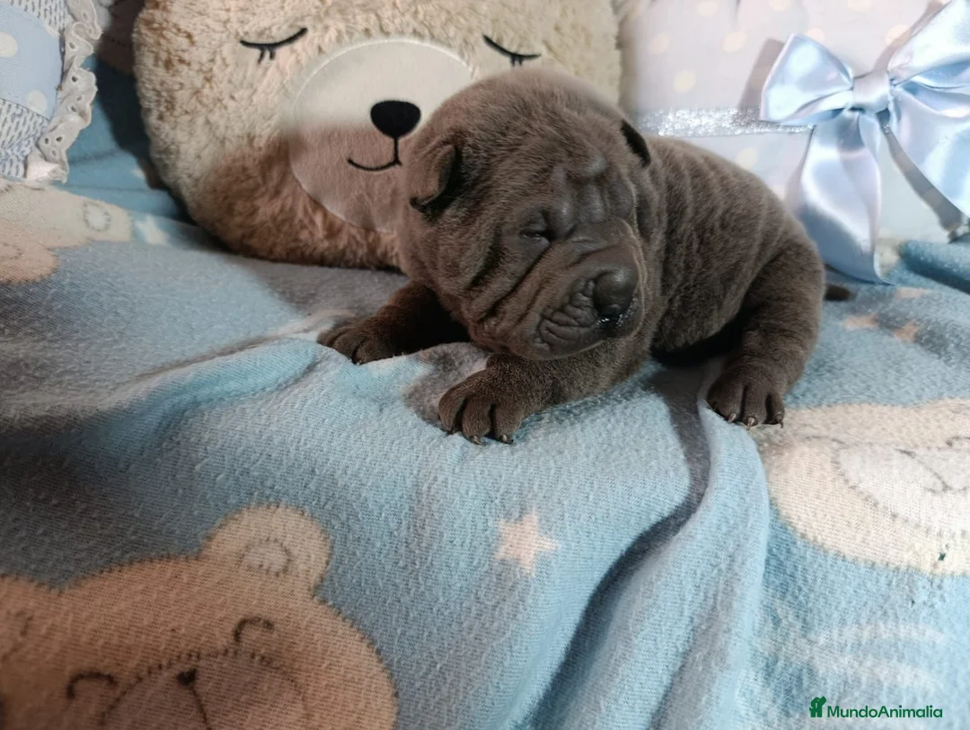 Shar Pei perros en venta: ‼️‼️Preciosa camada de minipeis - Anuncio 2