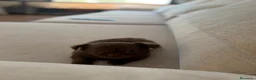 Chihuahua perros en venta: Chihuahua hembra pelo largo chocolate  - Anuncio 13
