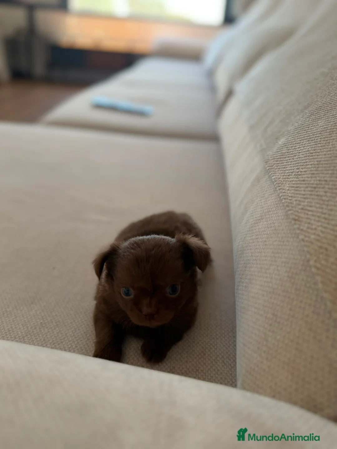 Chihuahua perros en venta: Chihuahua hembra pelo largo chocolate  - Anuncio 13