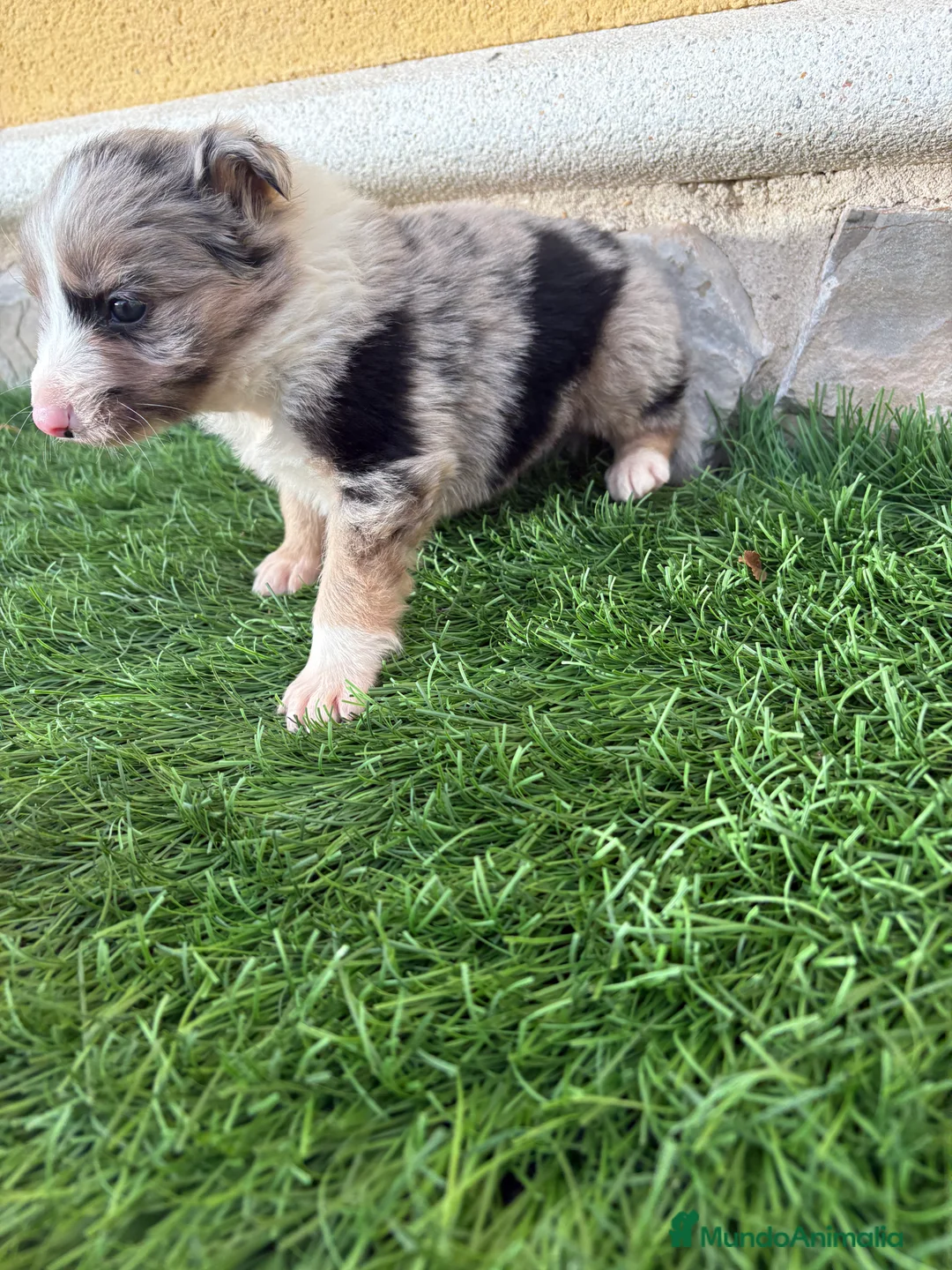 Border Collie perros en venta: Cachorro Border collie Merle macho  - Anuncio 9