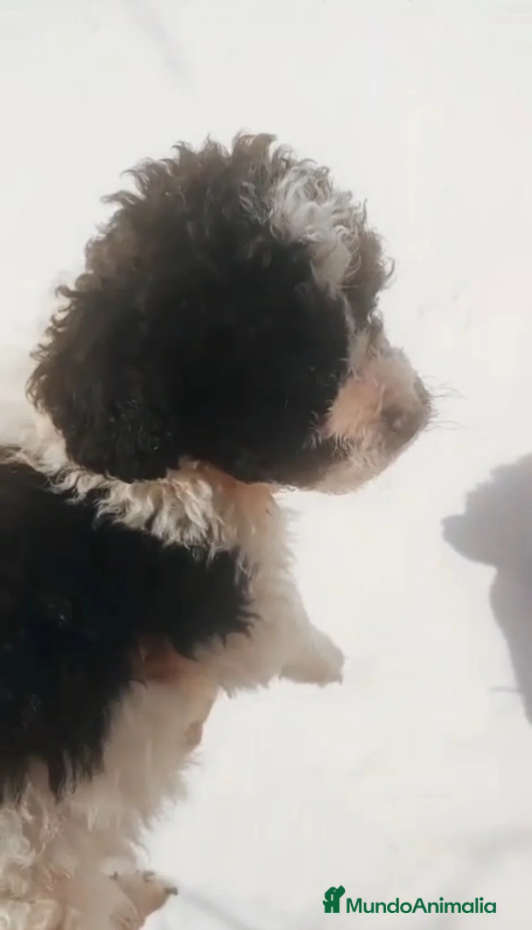 Perro de Agua Español perros en venta: Perro de agua  - Anuncio 5