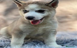 Husky Siberiano perros en venta: HUSKY SIBERIANO - Imagen 2