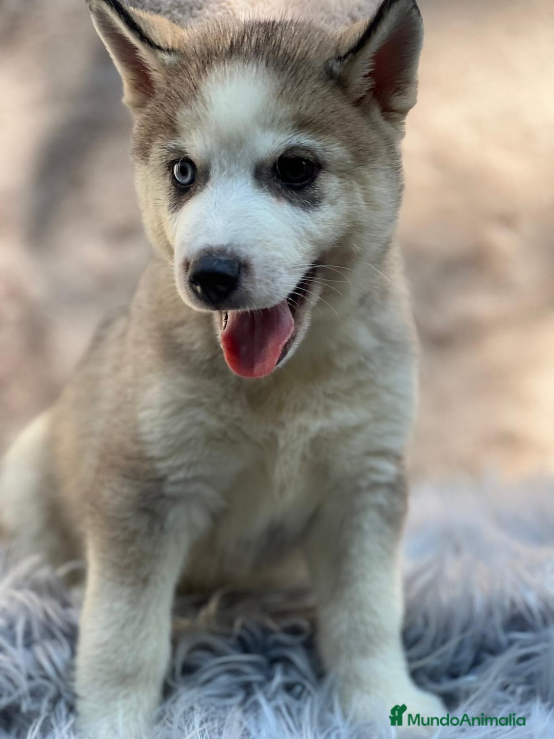 Husky Siberiano perros en venta: HUSKY SIBERIANO - Imagen 2