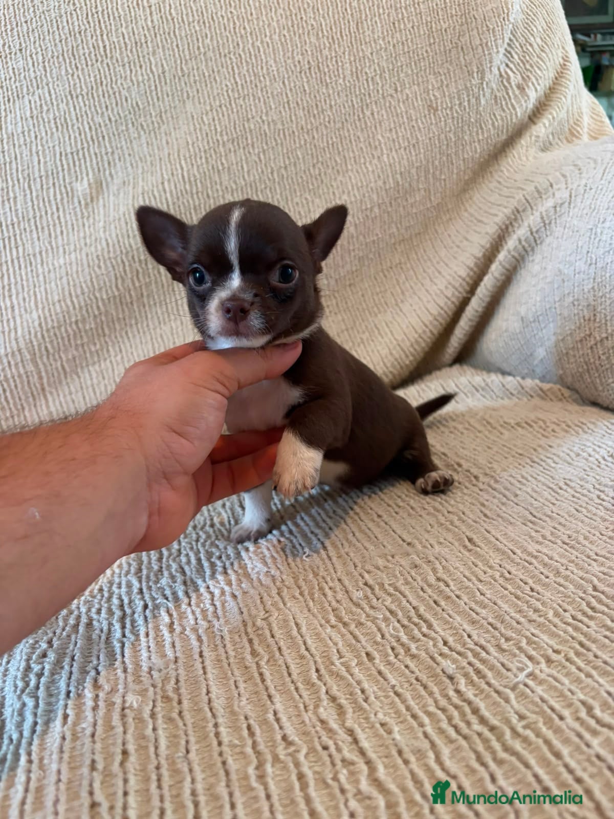 Chihuahua perros Cachorras de Chihuahua Toy Cabeza de Manzana  - Anuncio 2