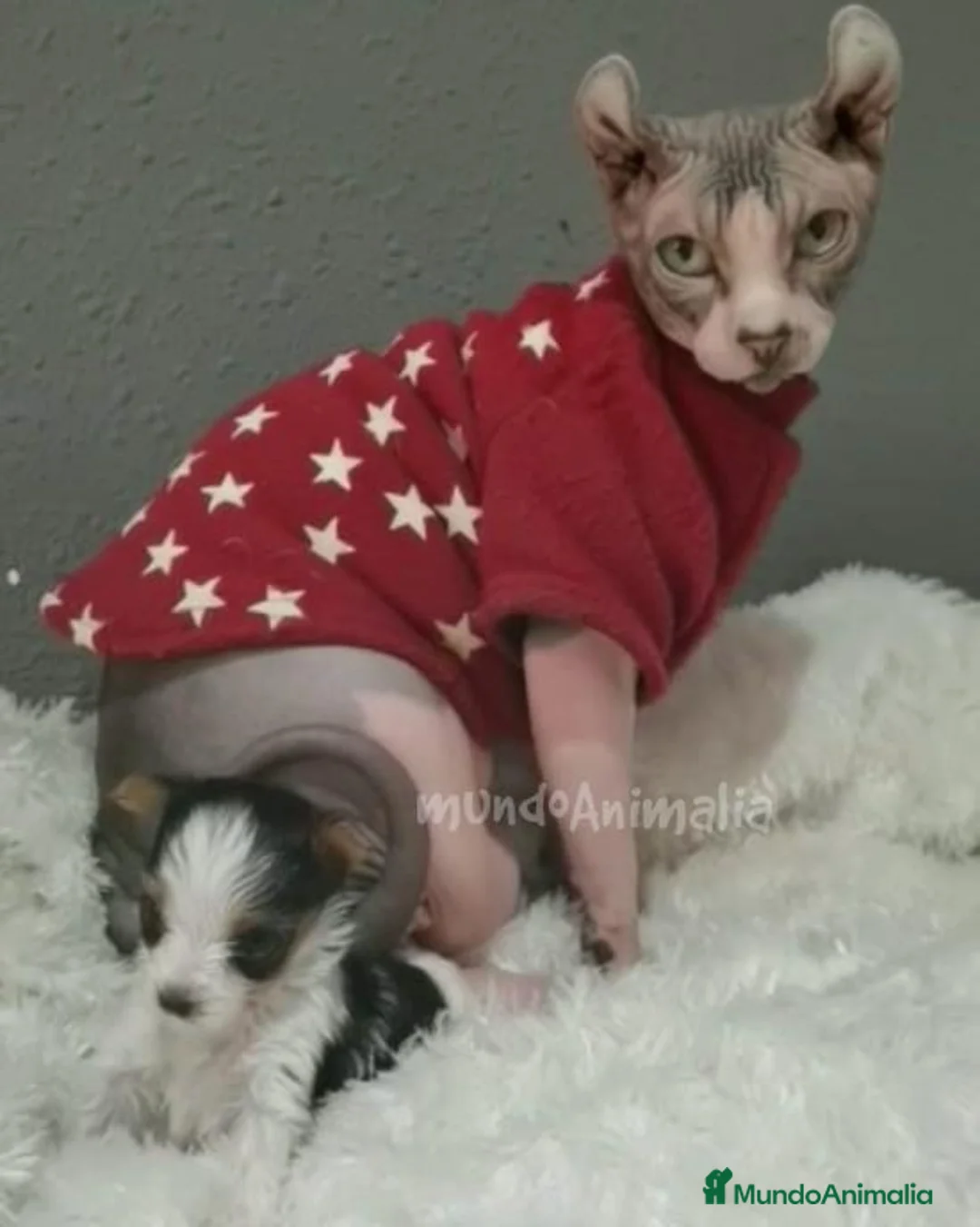 Imagen de galería {{count}}