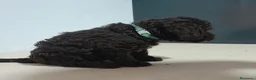 Perro de Agua Español perros en venta: PERRO DE AGUA - Anuncio 25