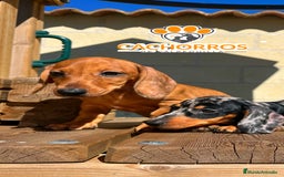 Teckel perros en venta: Teckel standar  - Imagen 5