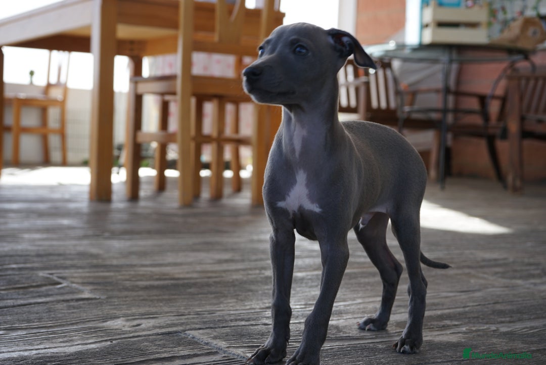 Pequeño Lebrel Italiano perros en venta: 🌟 Sirius y Selena – Galgos italianos blue 🐾 - Imagen 6