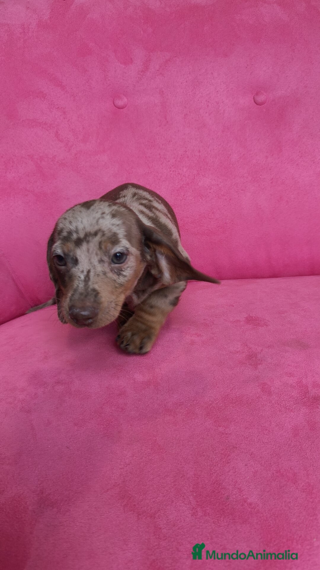 Teckel Miniatura perros en venta: Teckel mini arlequín ♂️♀️ - Anuncio 3