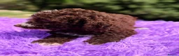 Perro de Agua Español perros en venta: Pdae chocolate hembra  - Anuncio 3