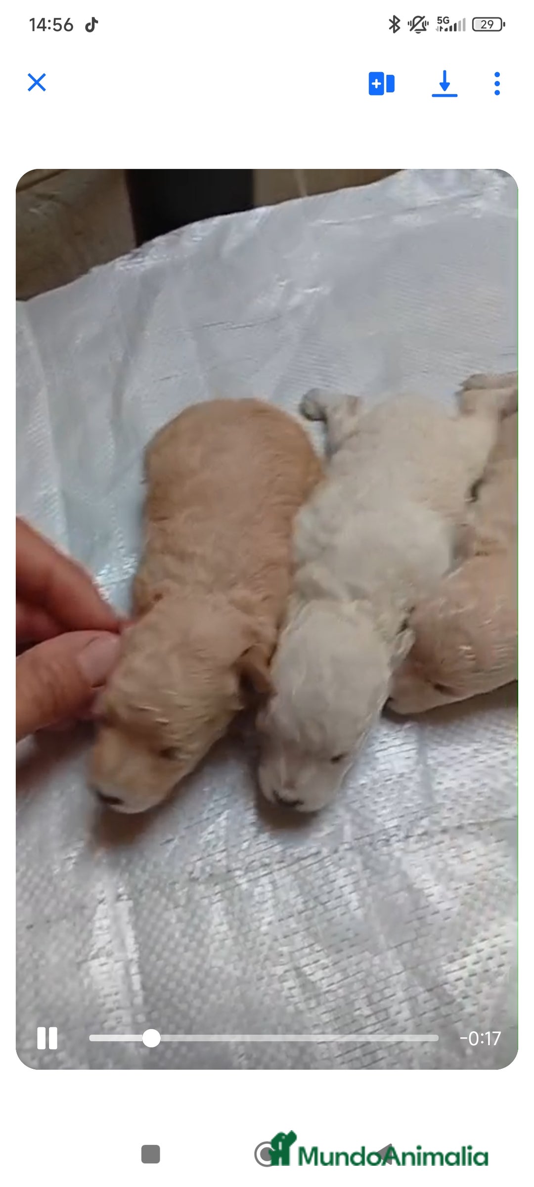 Caniche Toy perros en venta: Caniche toy varios colores - Anuncio 4